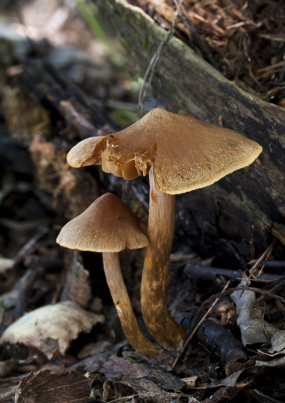 Cortinarius saniosus